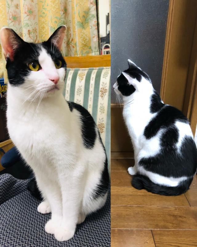 コッチ　or ココ