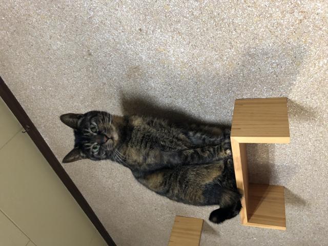 まこと