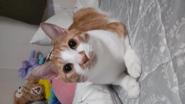 ティフィン