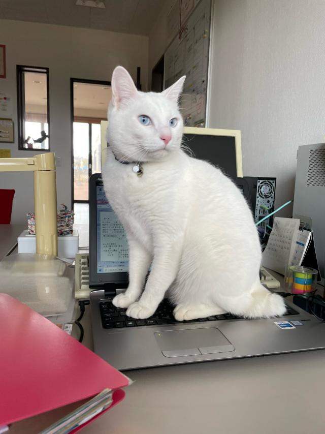 スカイ