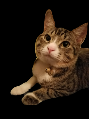 ショパン