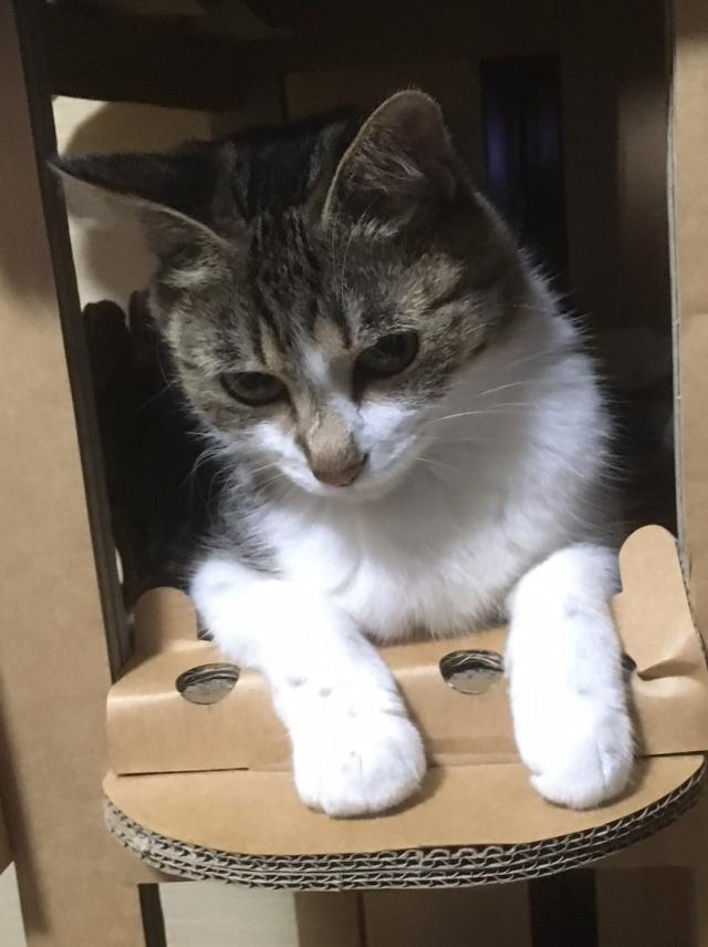 まな