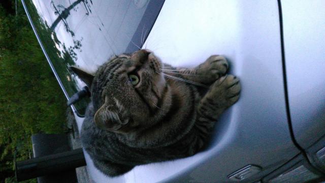 ちょび