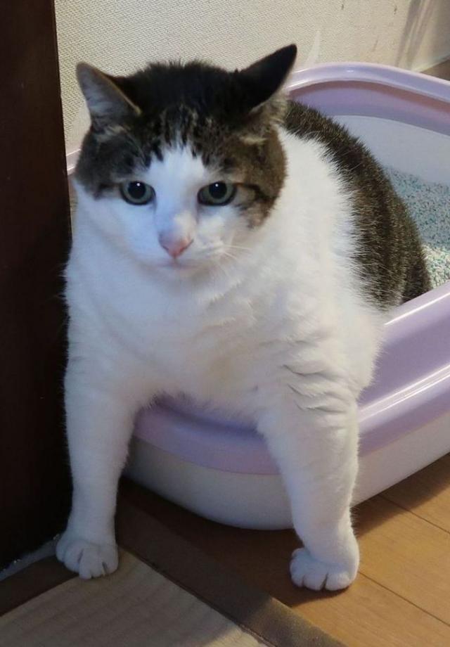 アキ
