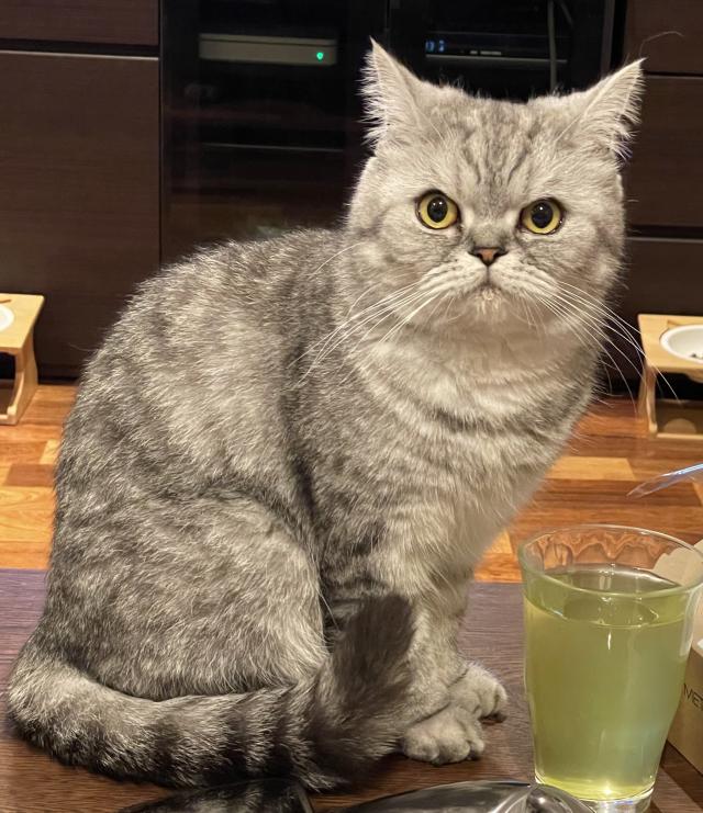 モコ