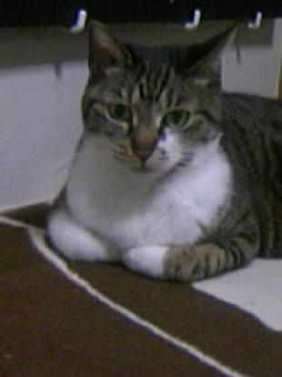 ココ