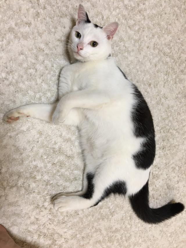 ぎん