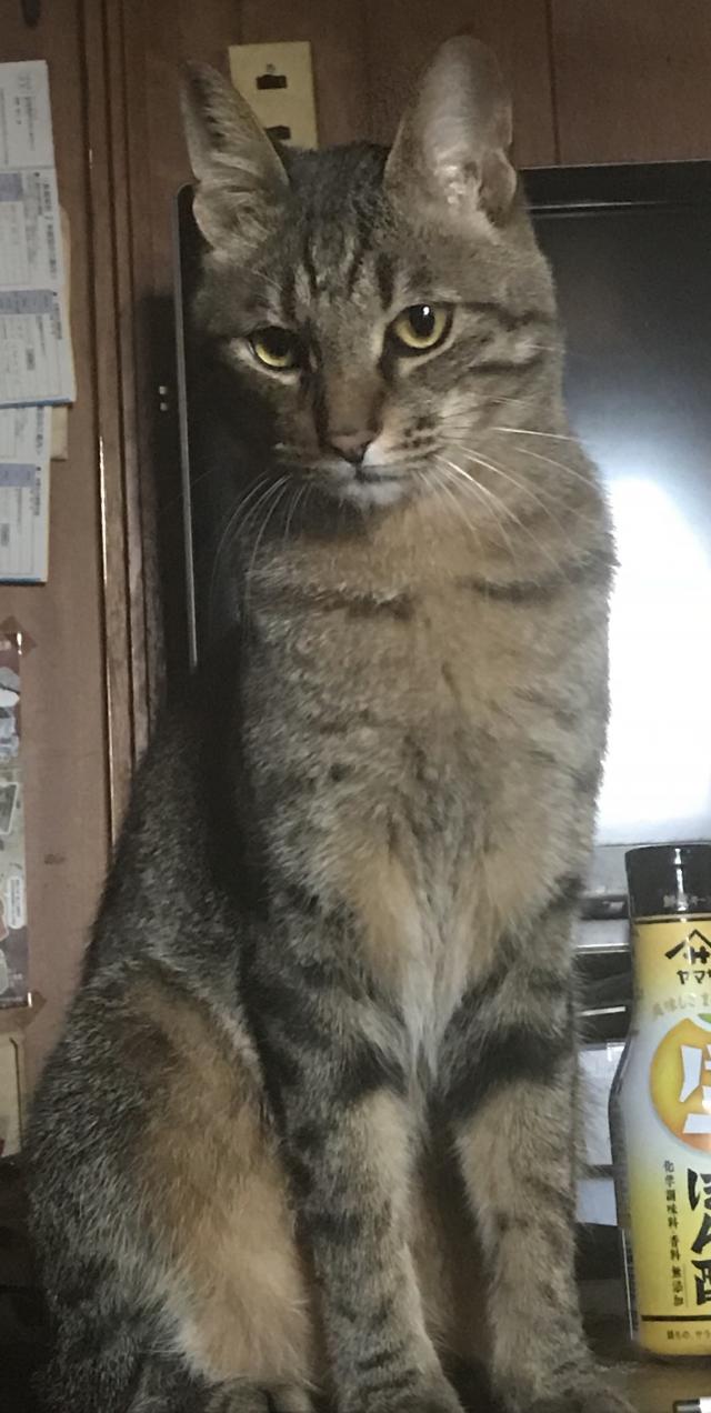 ちいた