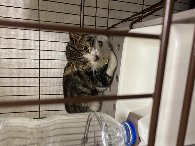 ぐーちゃん