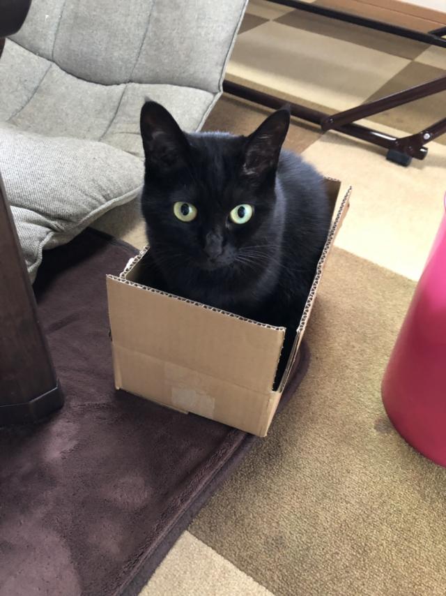 ジジ