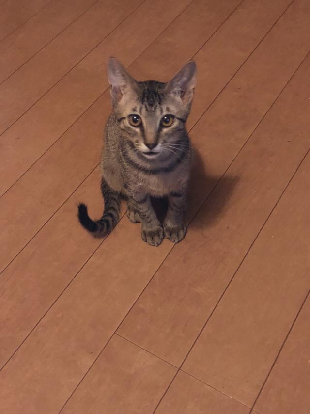 ケン