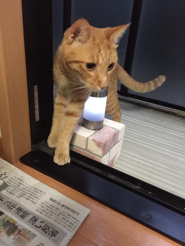 キャラ