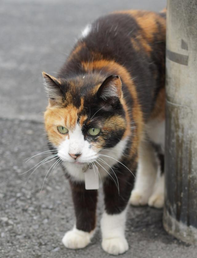 ミイが見つかりました！