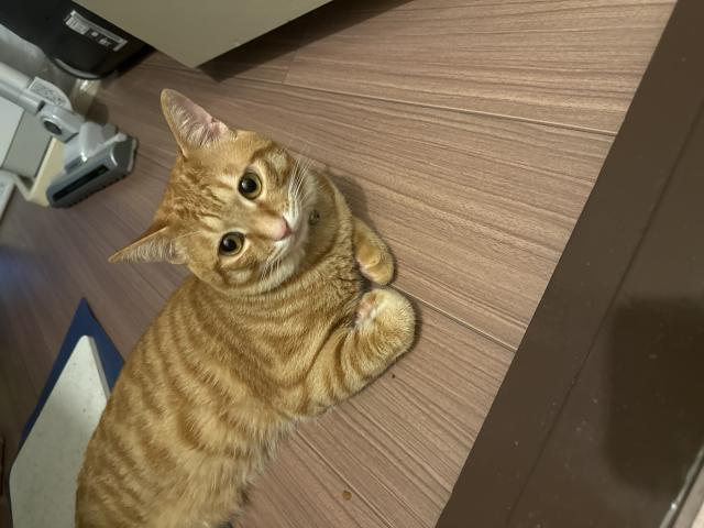 茶々丸(チャチャマル)