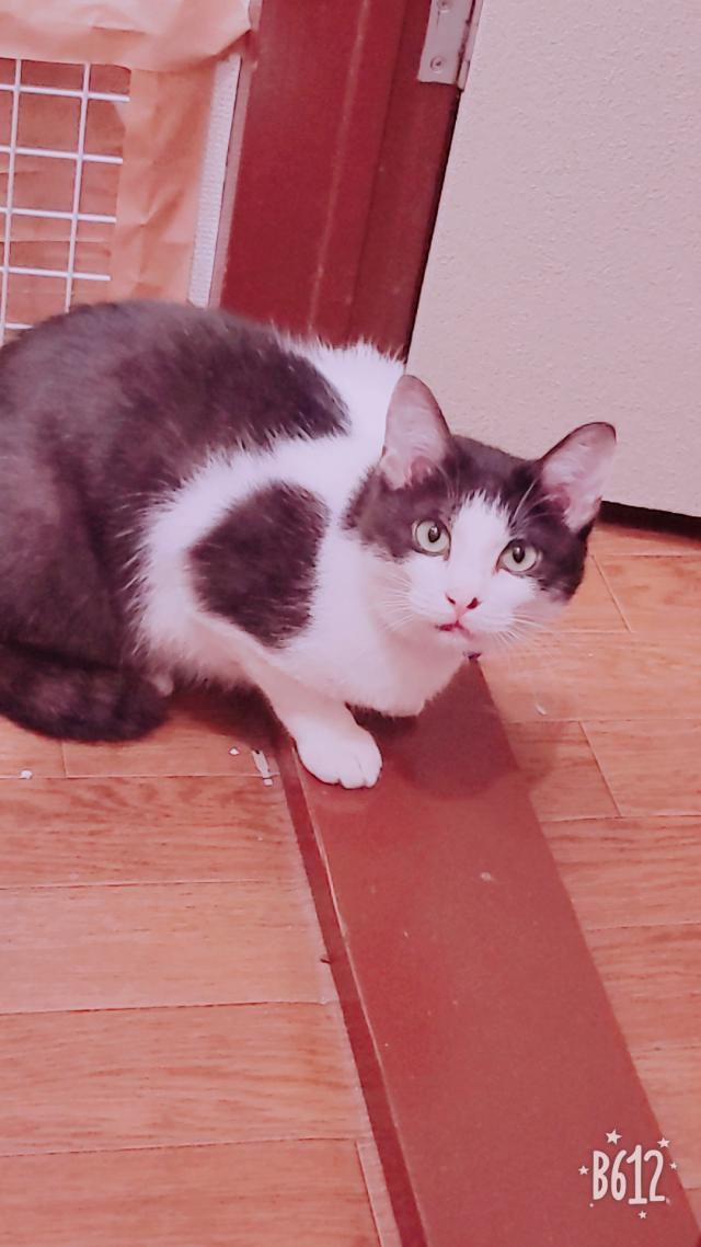レイ