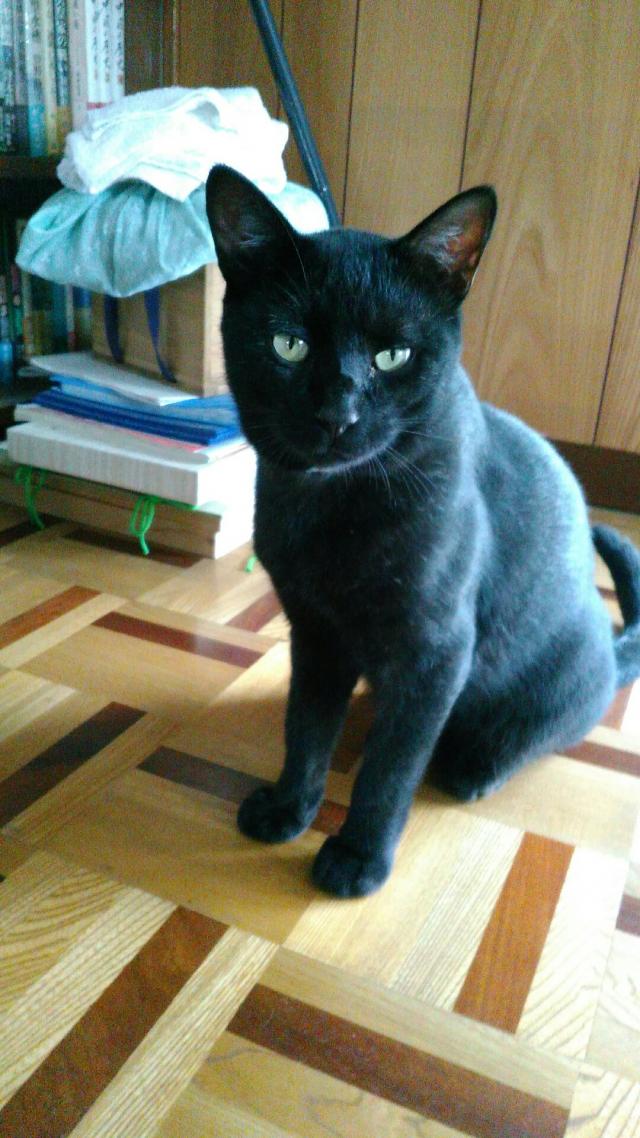 ジジ