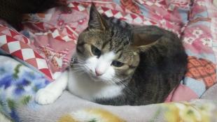 小太郎