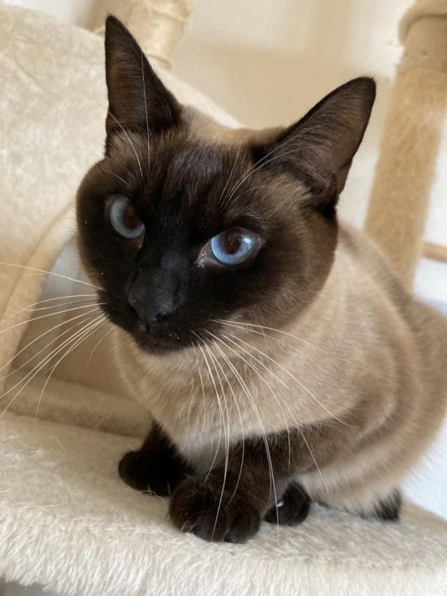 ラテ