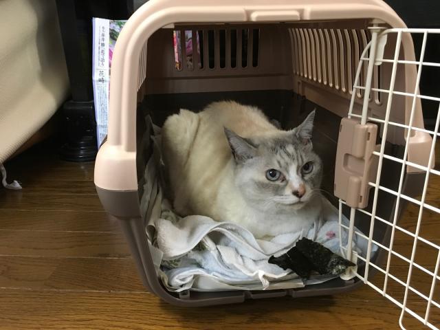 マシュ