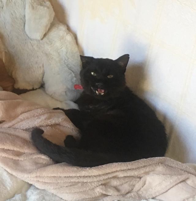 オンプ