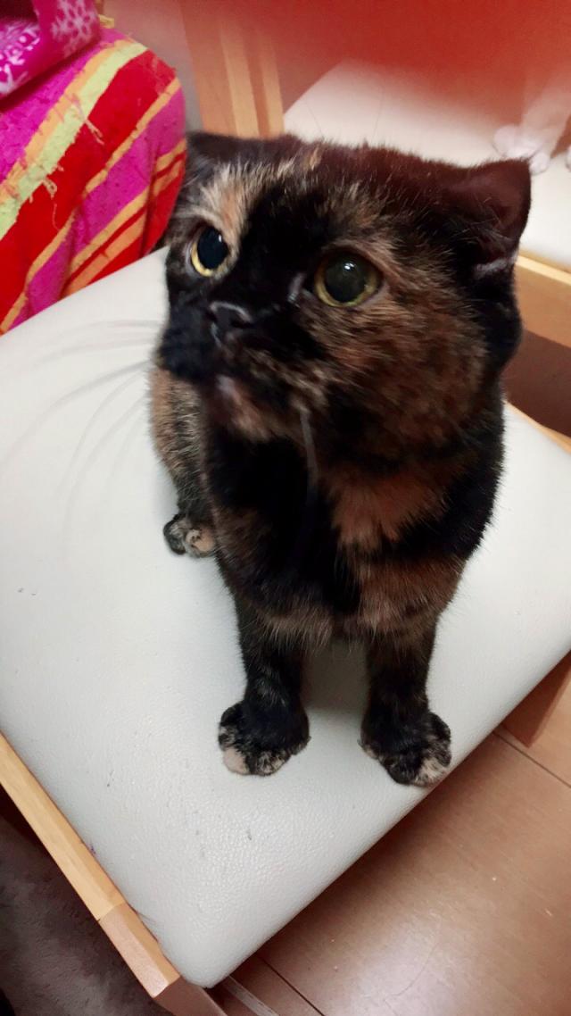 ブリ