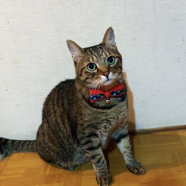 トム