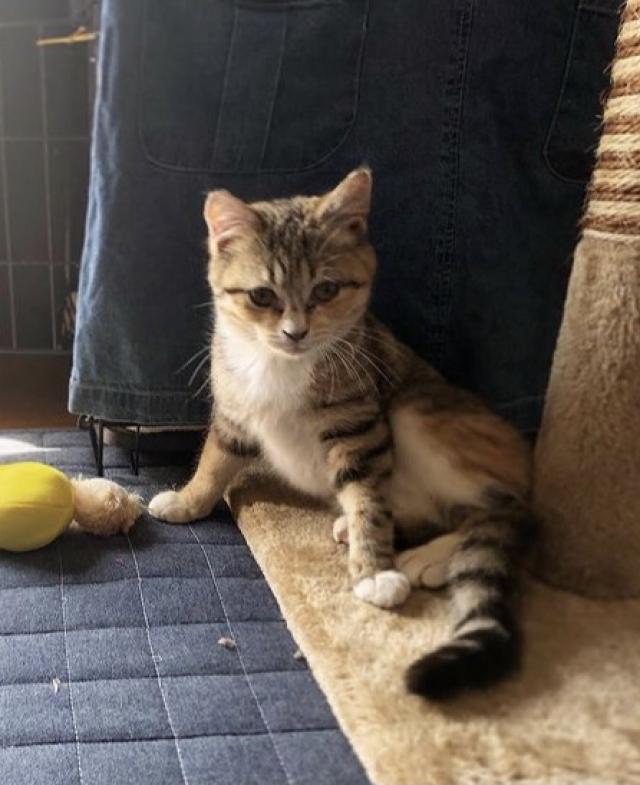 ミラ