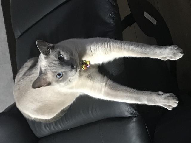 シロたん