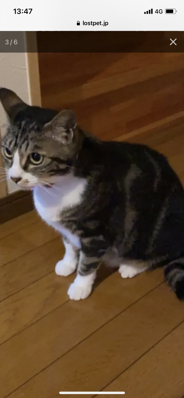 シャミ