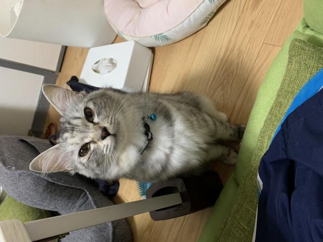 こなつ