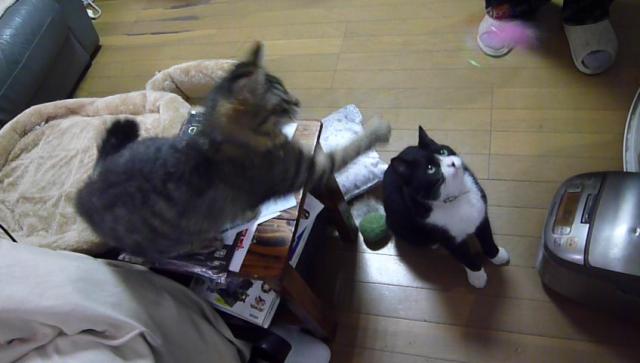 くま