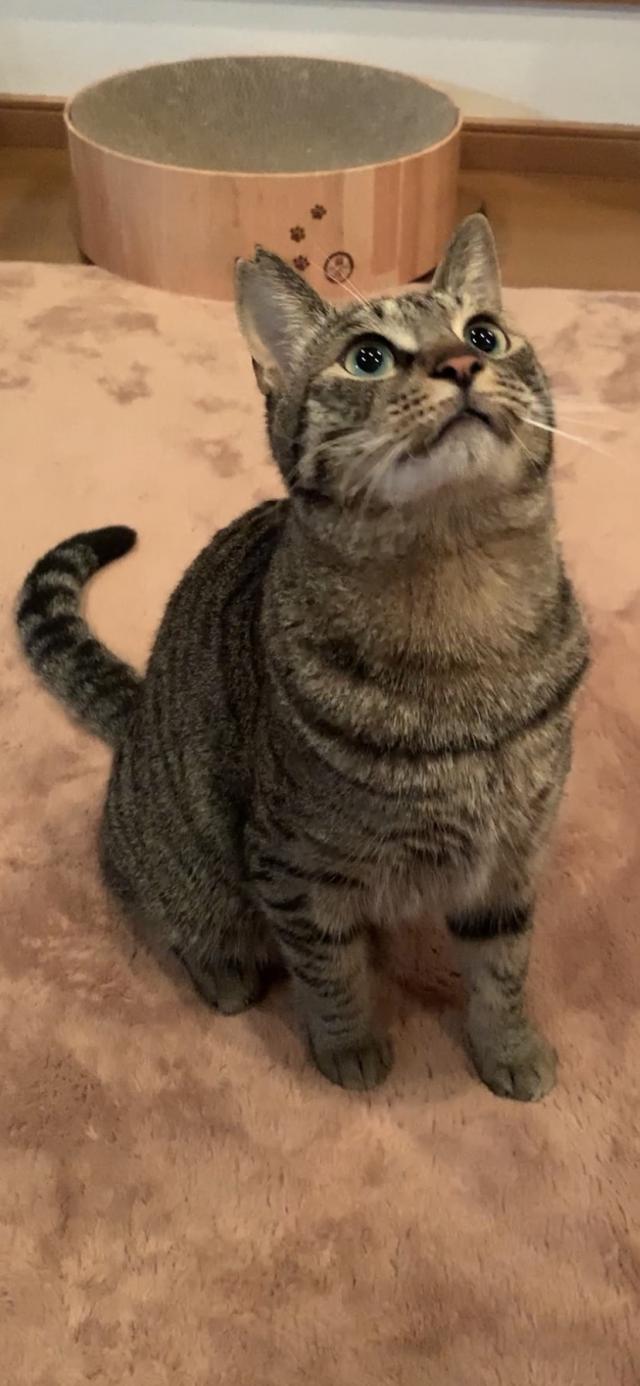 シマ