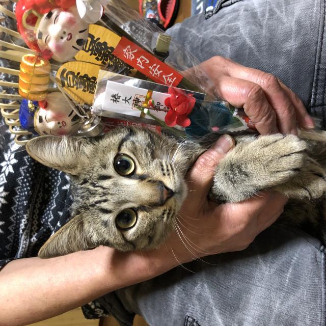 りく