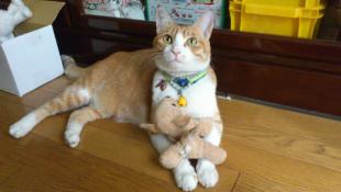 モカ
