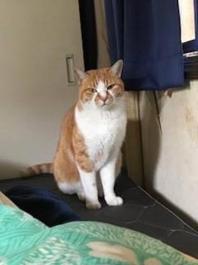 チャジロウ
