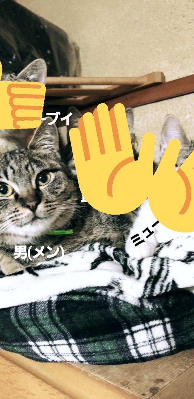めんくん