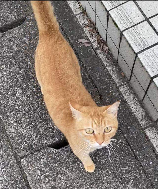 いちご
