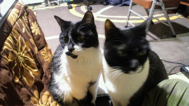 マツとケンの二匹です、