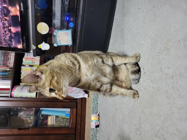 ネギ