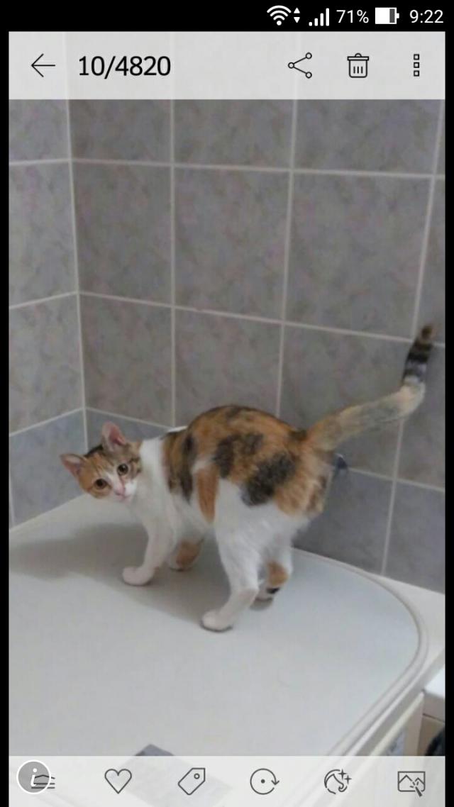 みー