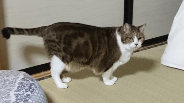 一松くん