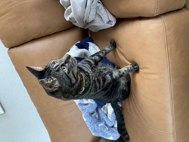 すさのお
