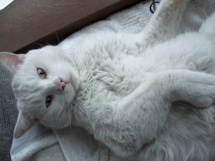 シロ