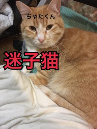 ちゃた