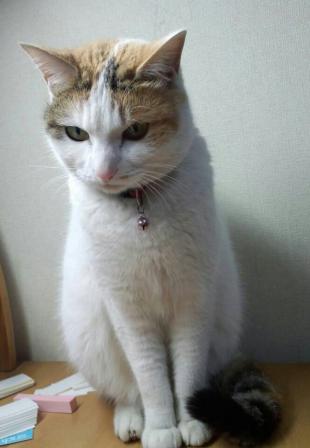 りんご
