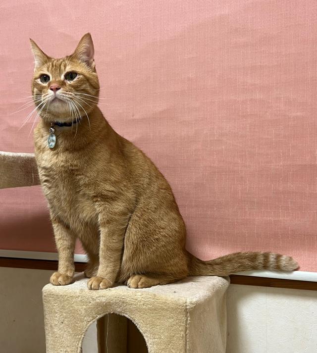 ニャン