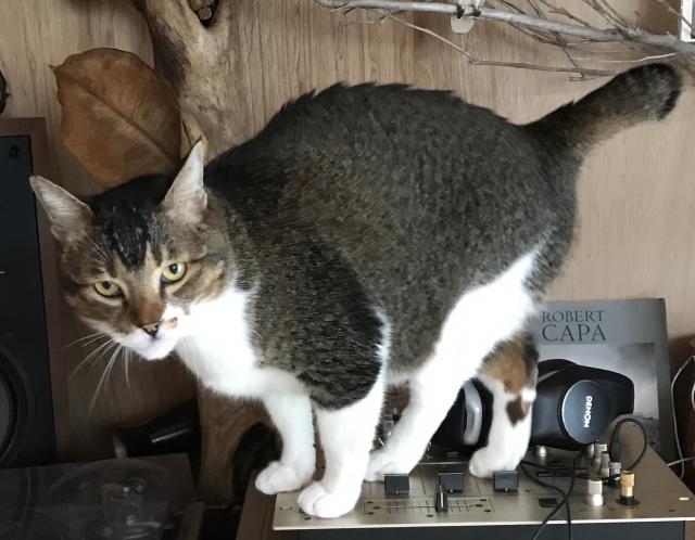アビー