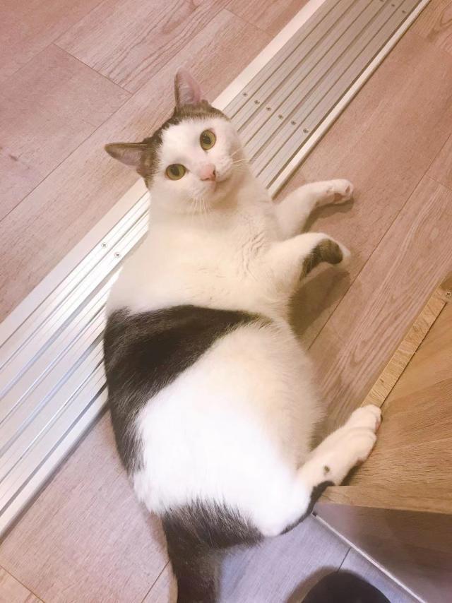 ファツアイ