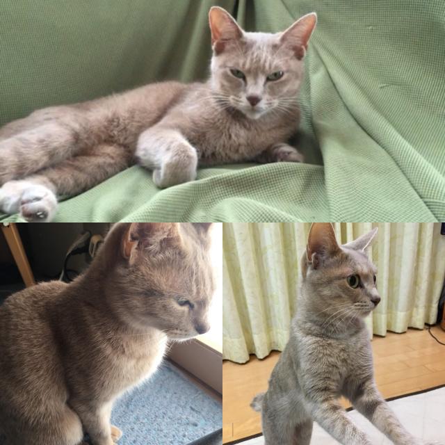 ラテ