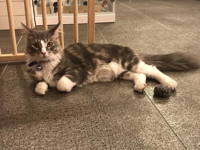 ノア